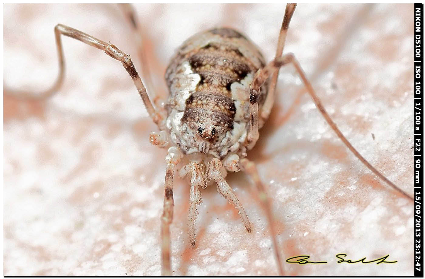 Dasylobus cf. argentatus?